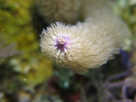 8 Soft Coral MG 3880